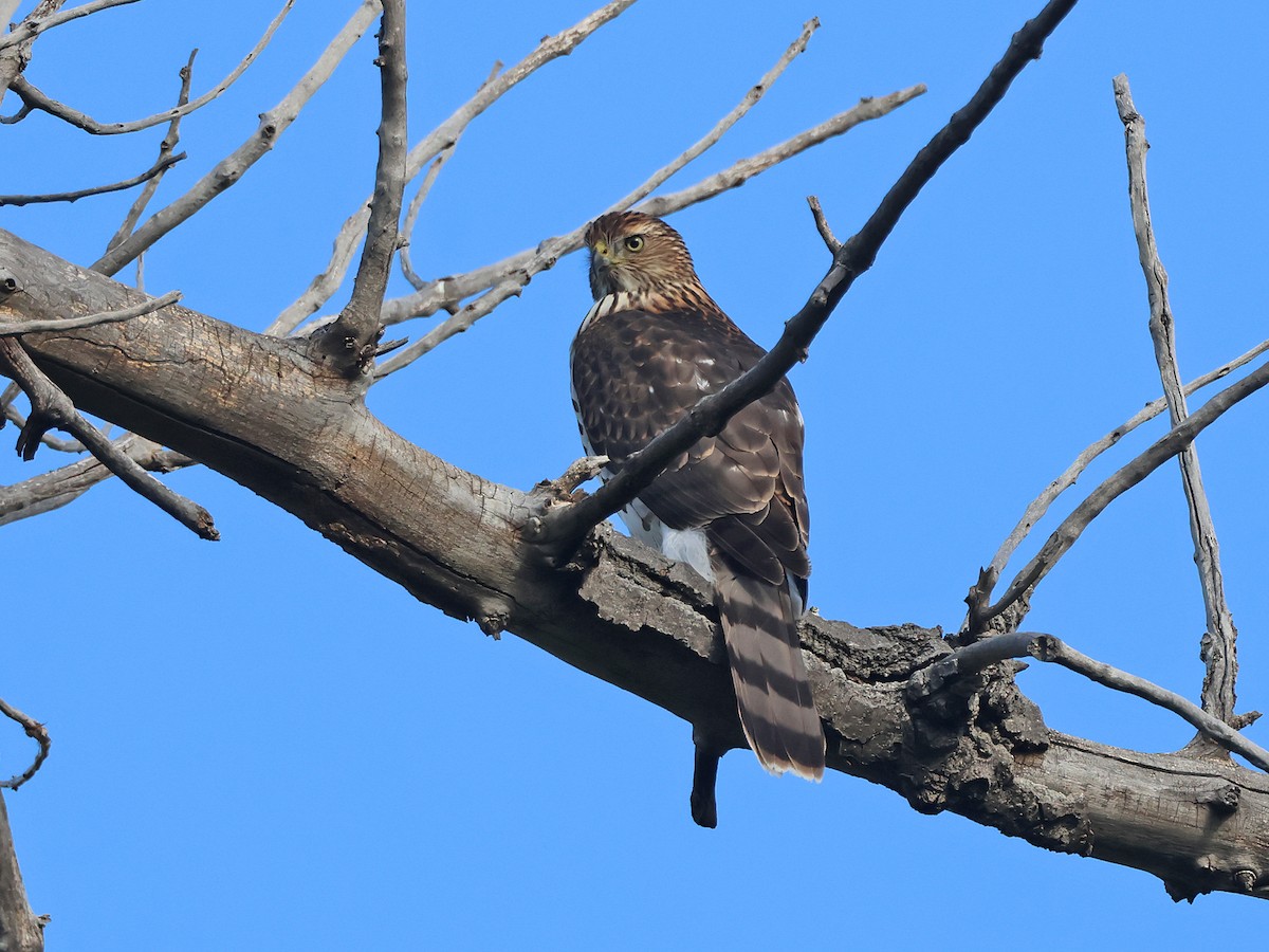 Cooper's Hawk - ML642174235