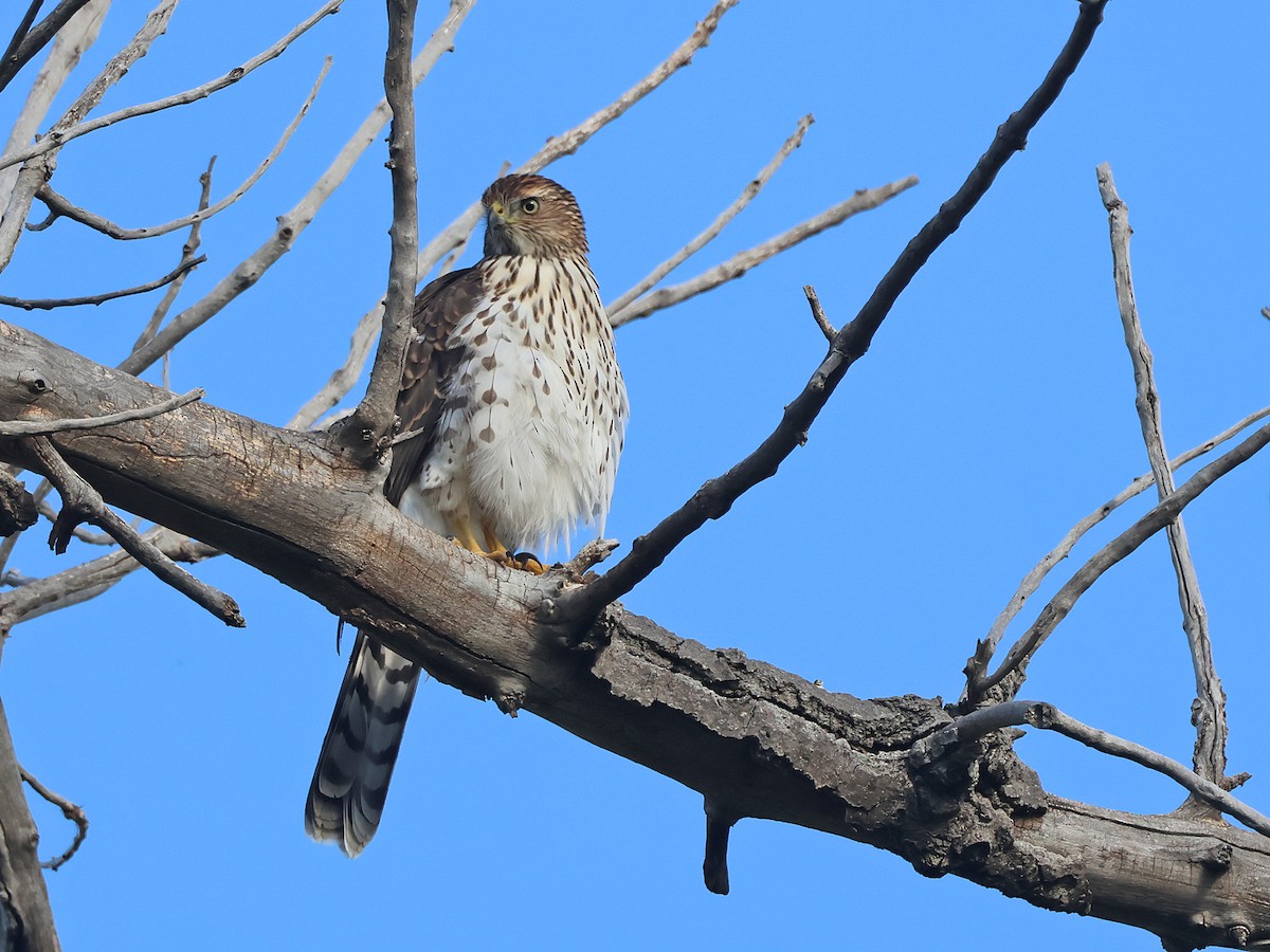 Cooper's Hawk - ML642174236