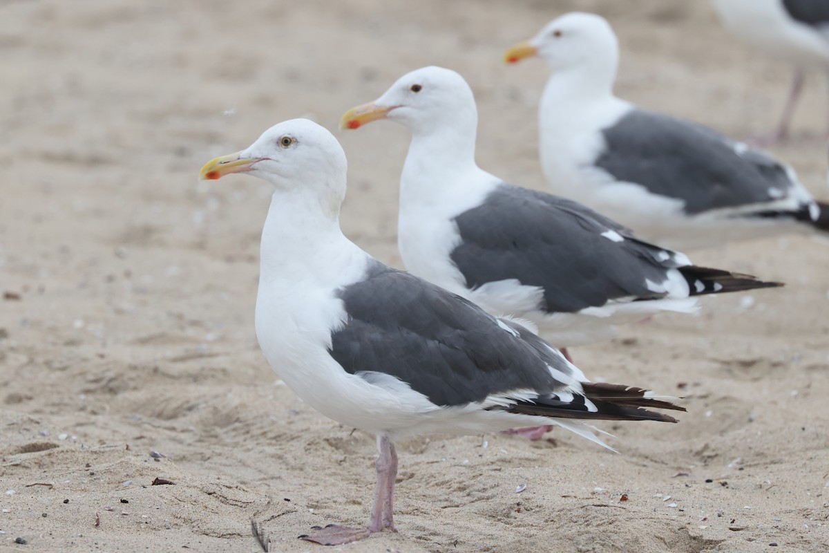 Gaviota Occidental - ML642174244