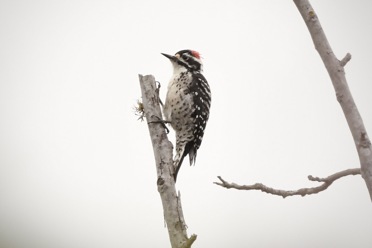 Nuttall's Woodpecker - ML642174260