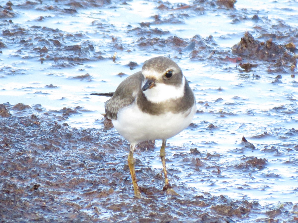 Semipalmated Plover - ML642174262