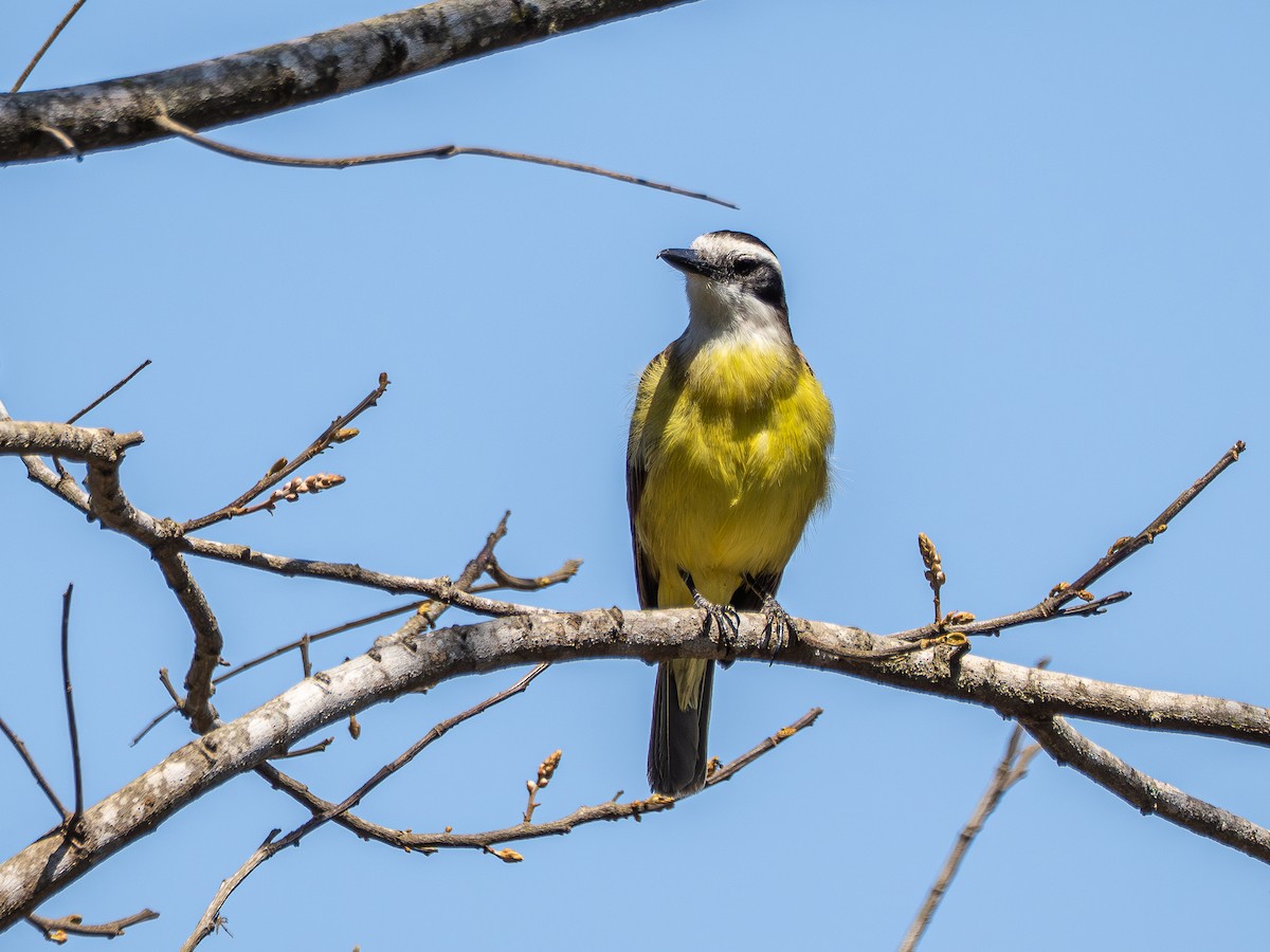 Great Kiskadee - ML642174276