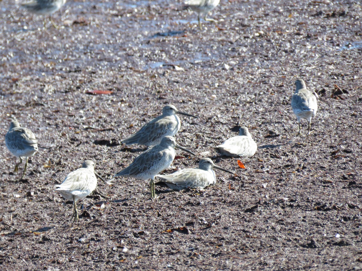 Short-billed Dowitcher - ML642174302