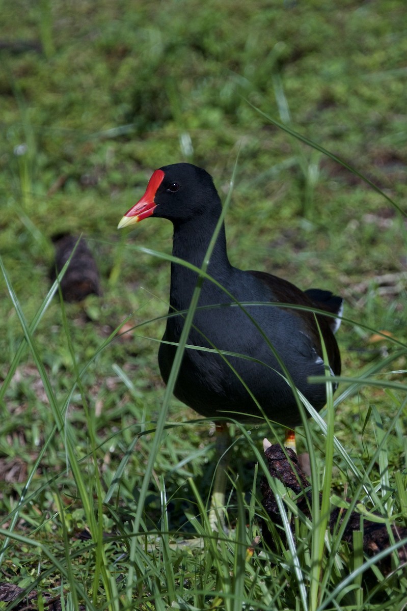 Gallinule d'Amérique - ML642174307