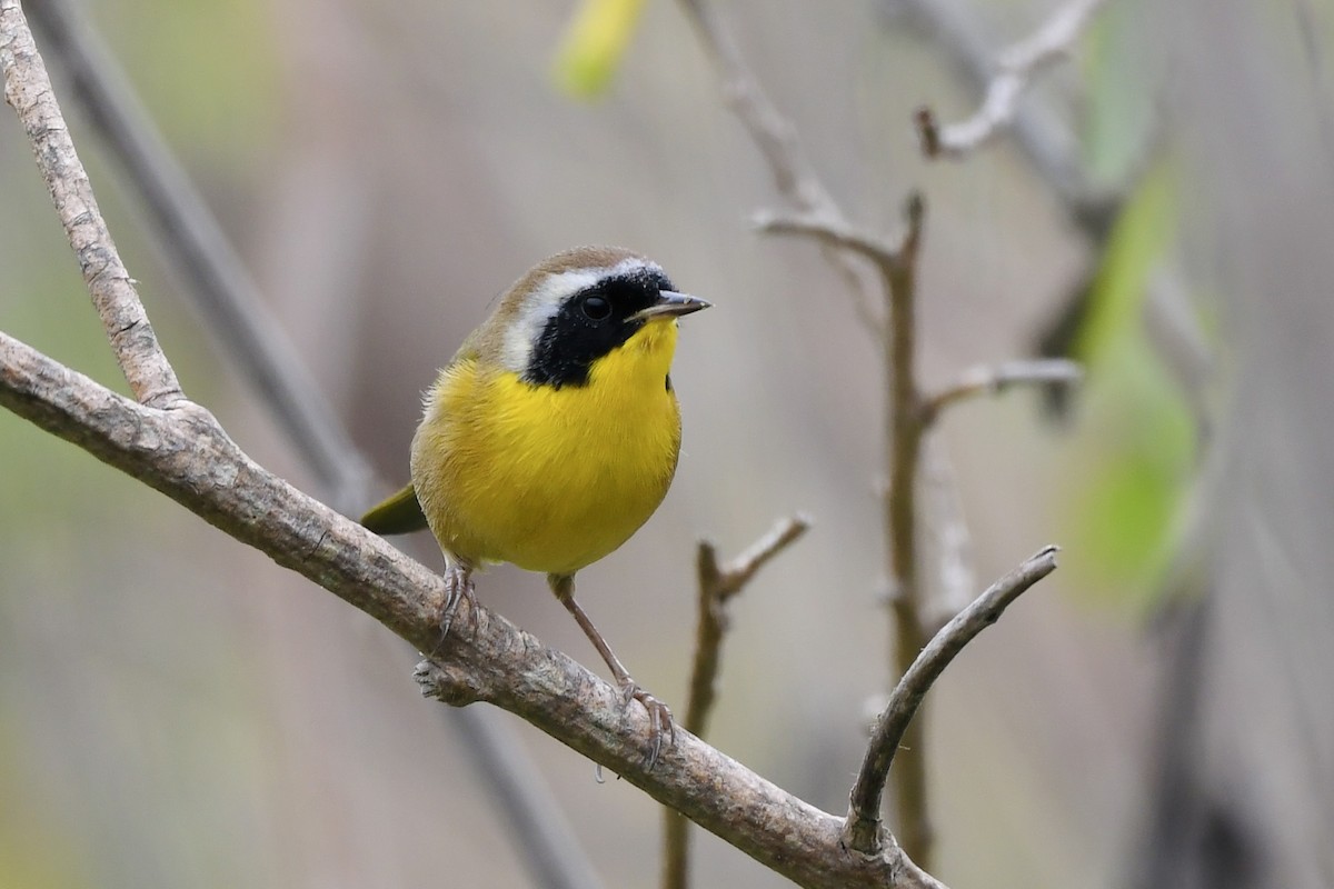 Paruline masquée - ML642174309