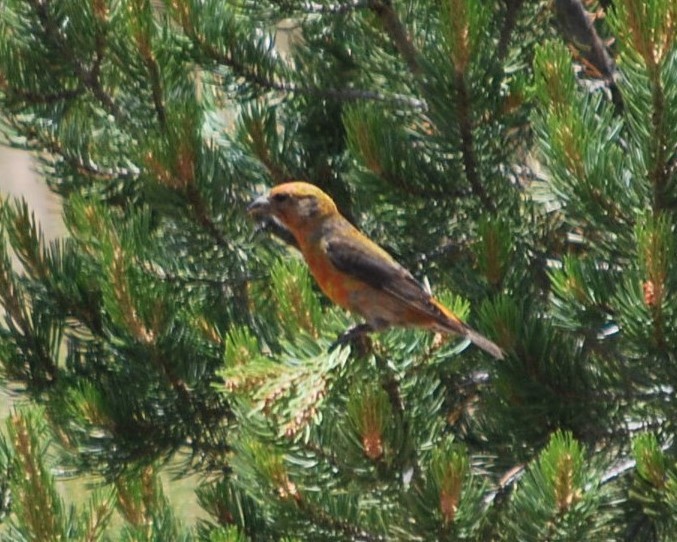 Bec-croisé des sapins - ML642174316