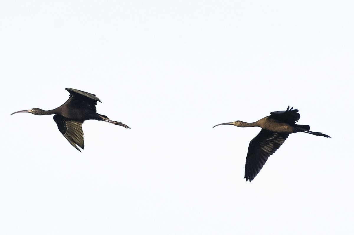 Ibis falcinelle - ML642174318