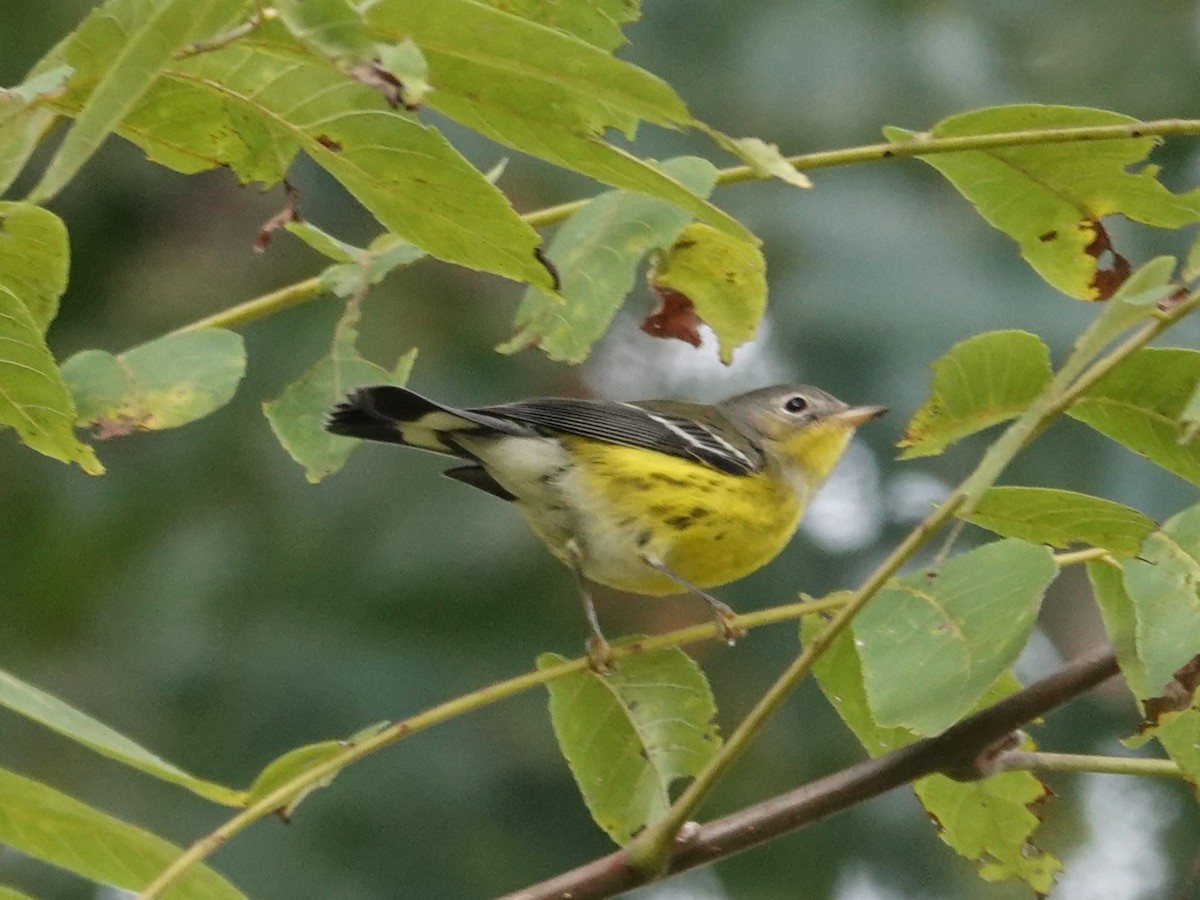 Paruline à tête cendrée - ML642174336