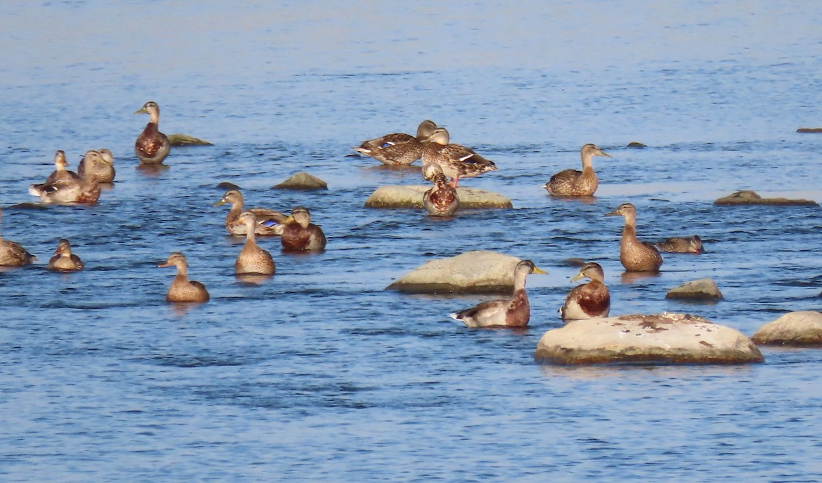 Canard colvert - ML642174339