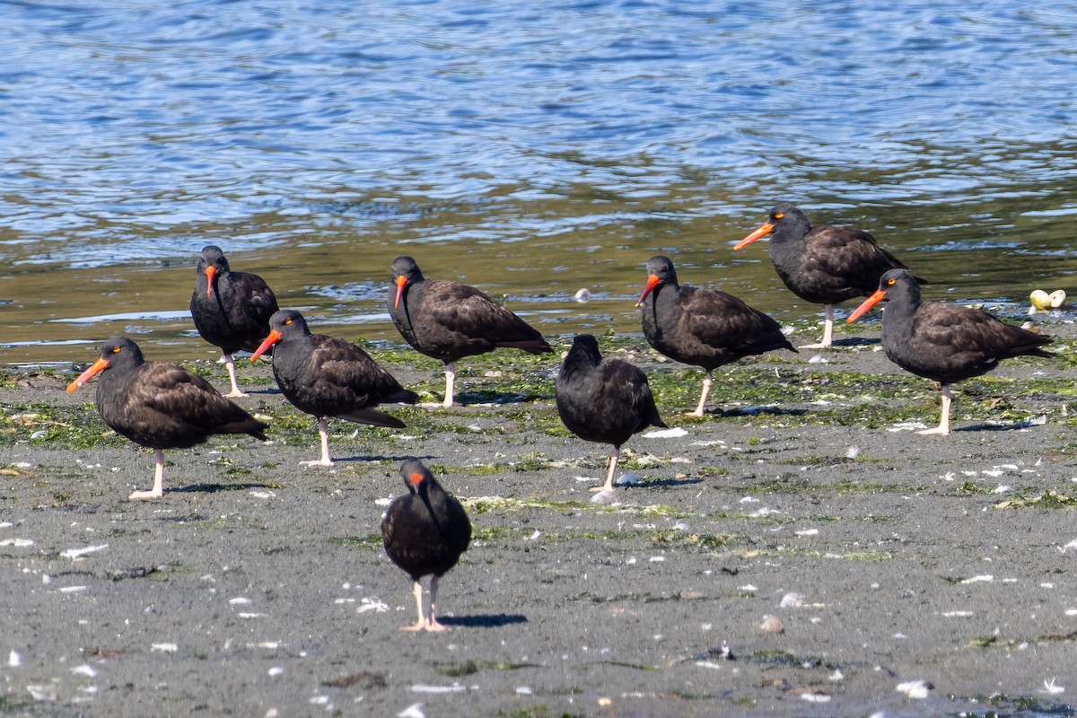 Black Oystercatcher - ML642174372
