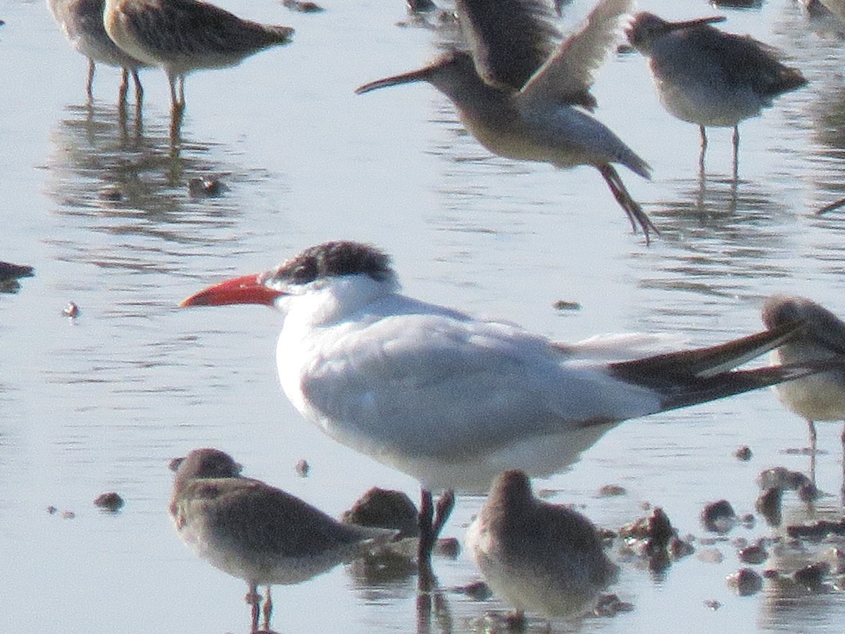 Caspian Tern - ML642174383
