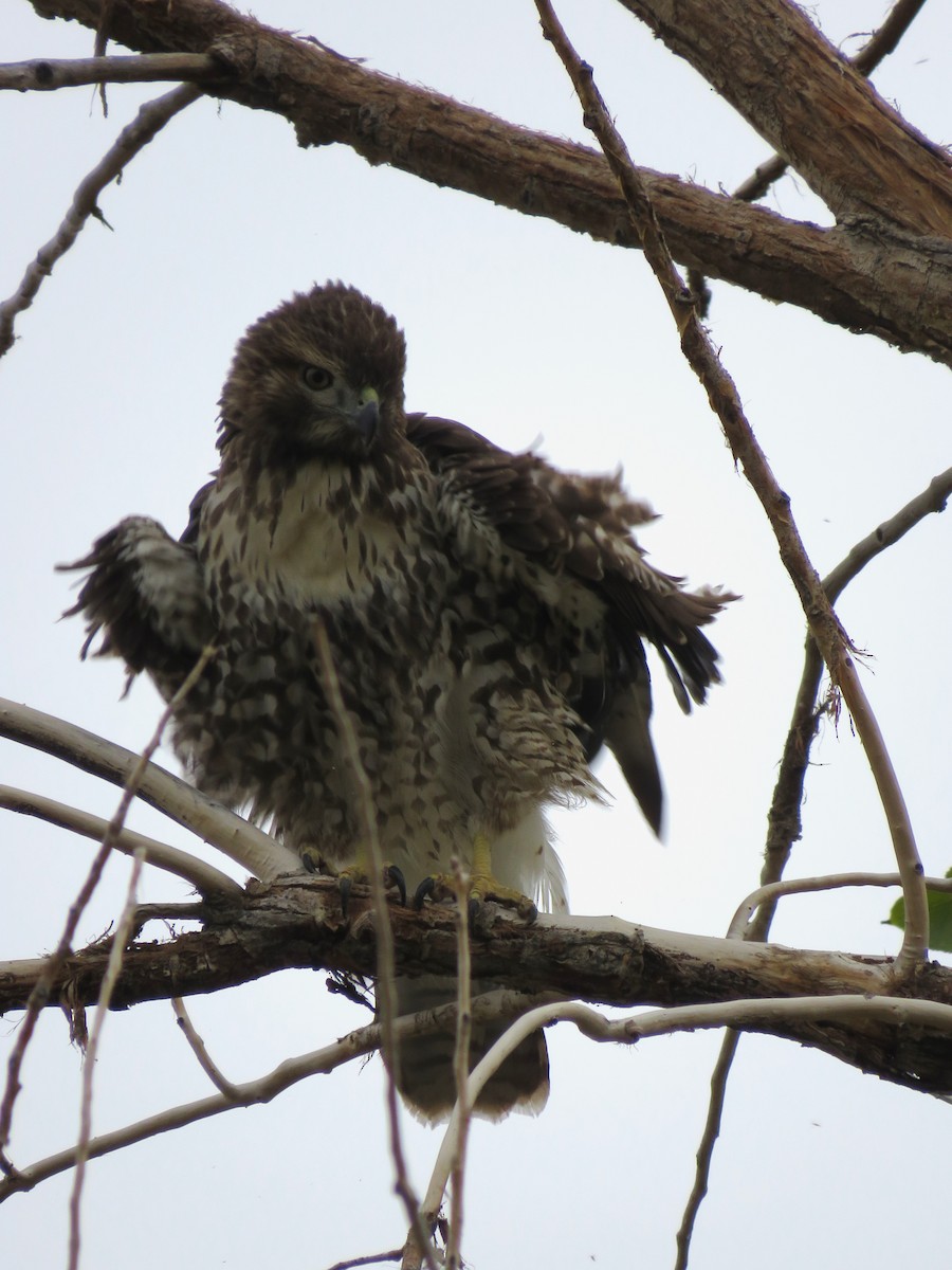 Red-tailed Hawk - ML642174429