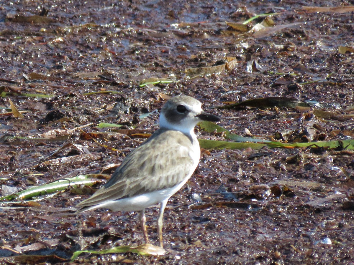 Wilson's Plover - ML642174431