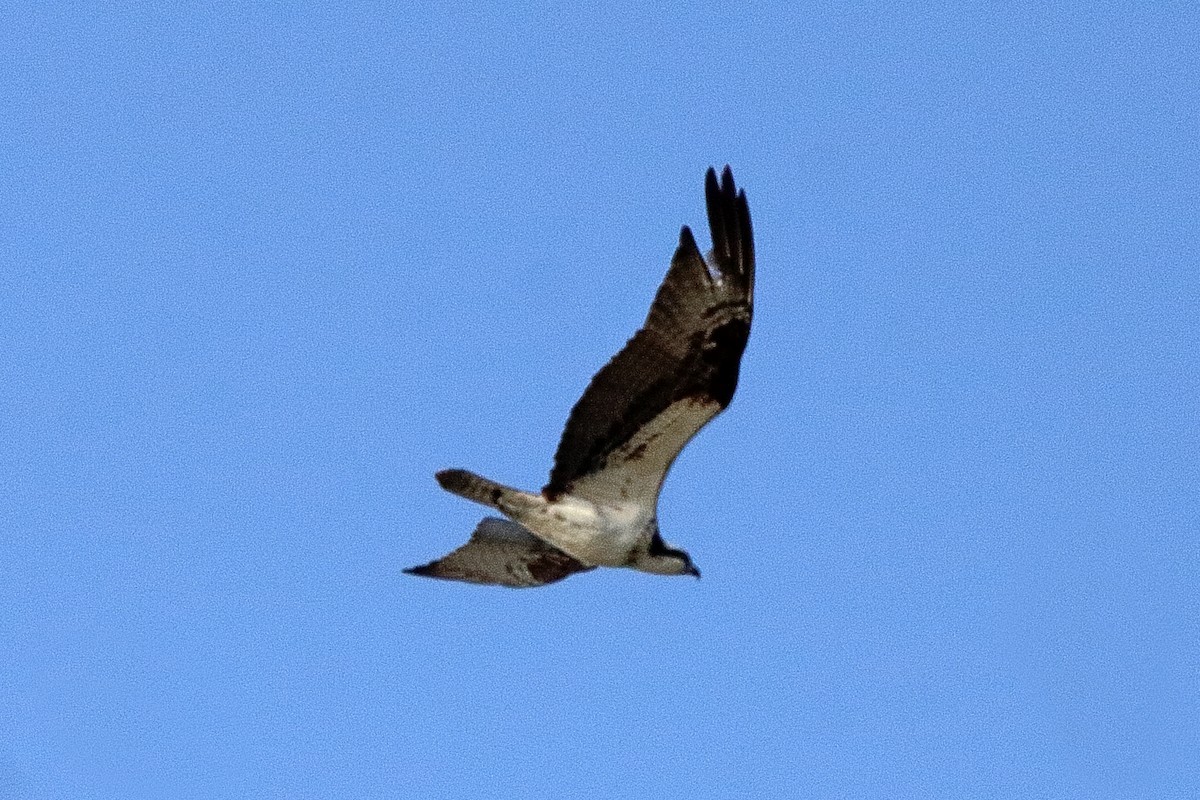Falco pescatore - ML642174441
