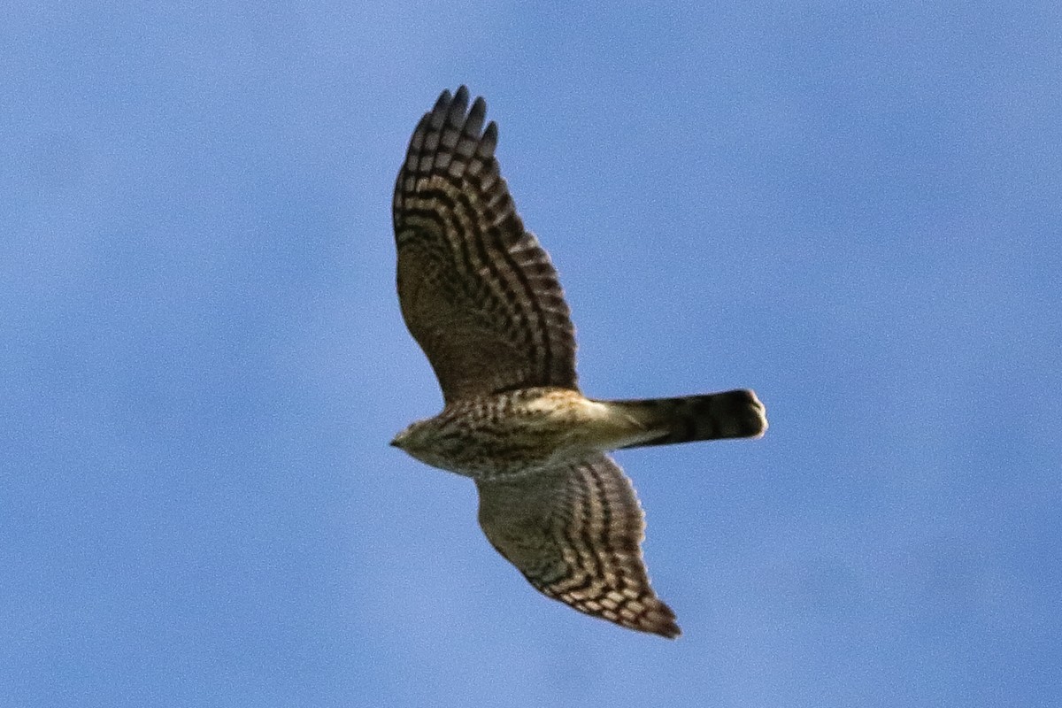 Sharp-shinned Hawk - ML642174454
