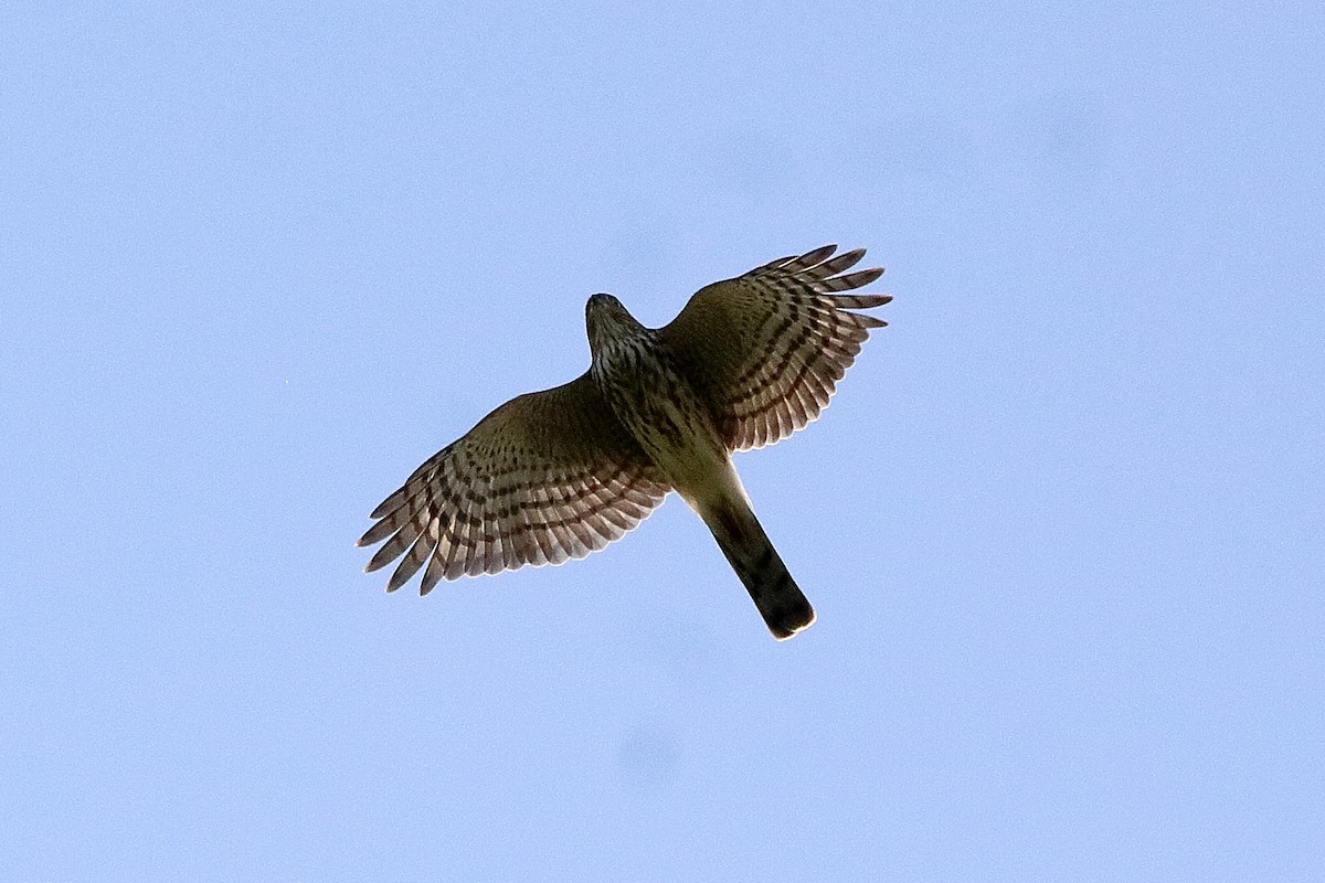 Sharp-shinned Hawk - ML642174455