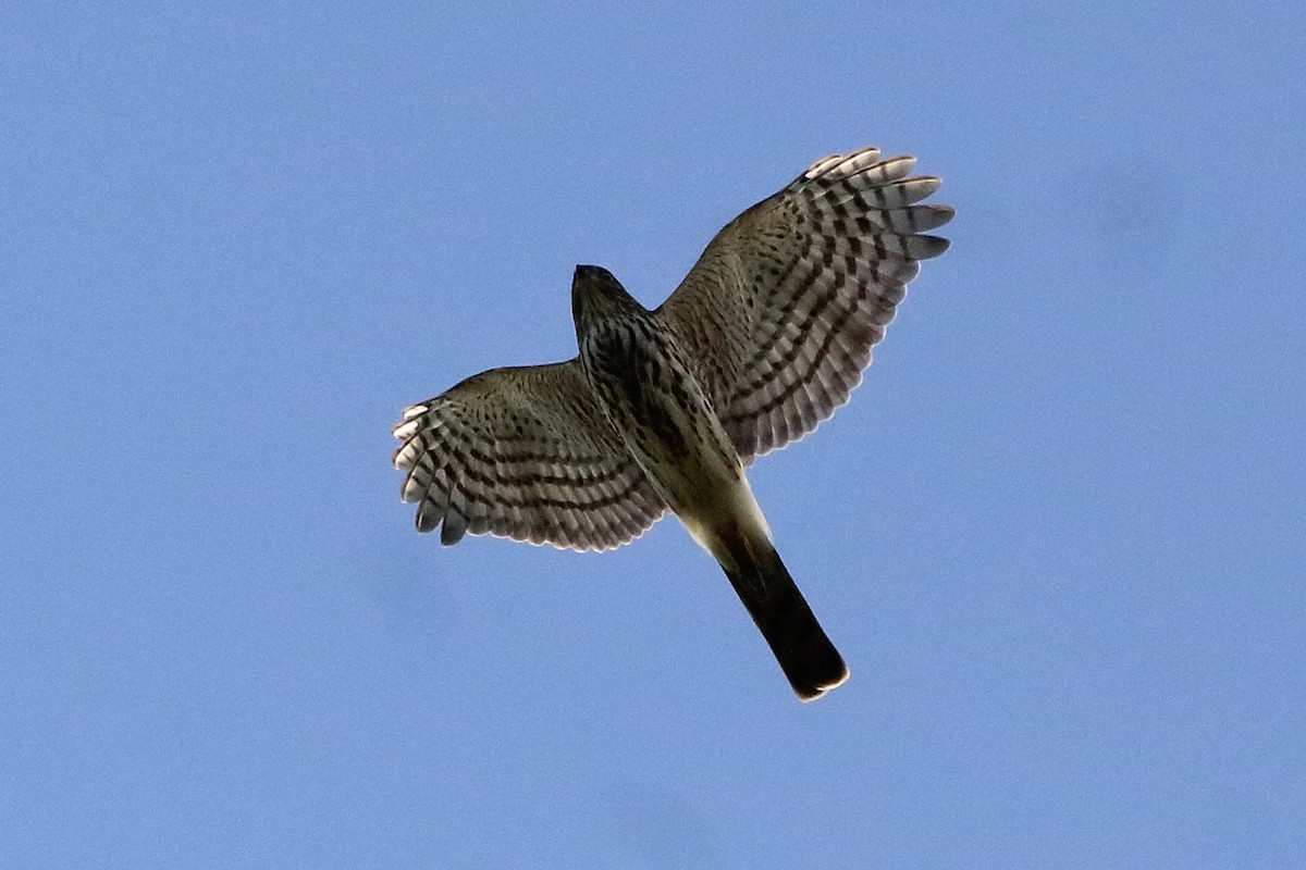Sharp-shinned Hawk - ML642174476