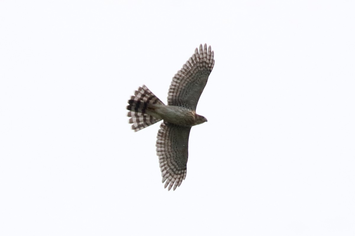 Cooper's Hawk - ML642174506