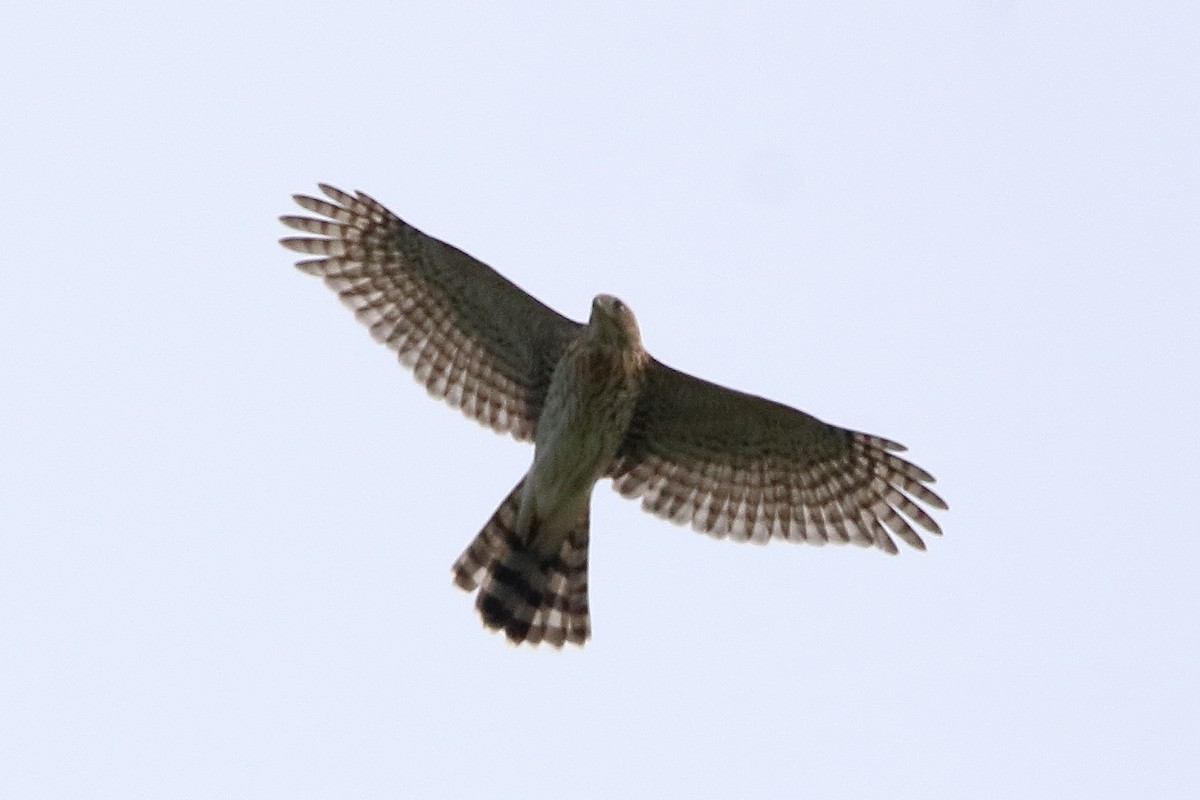 Cooper's Hawk - ML642174507