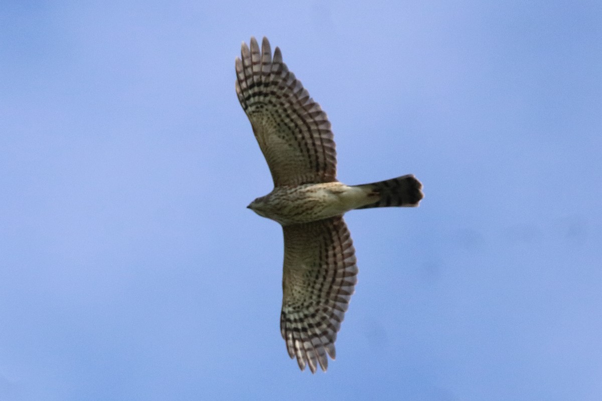 Cooper's Hawk - ML642174508