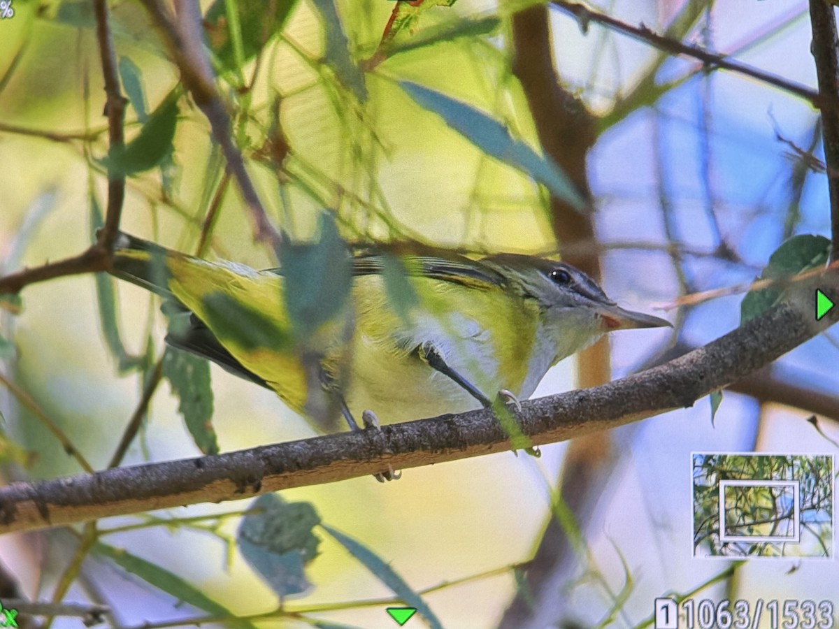 Yellow-green Vireo - ML642174526
