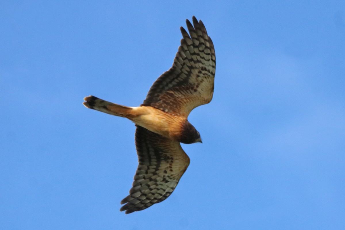 Northern Harrier - ML642174527