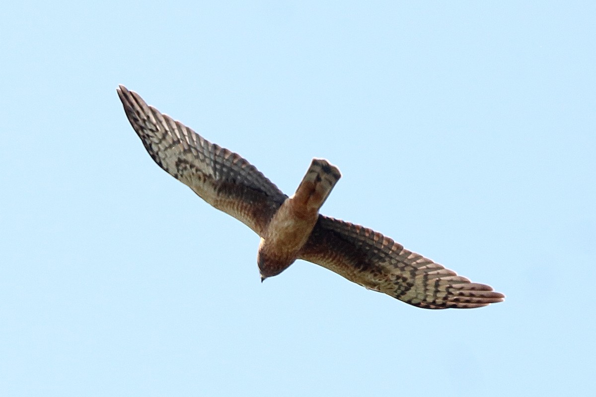Northern Harrier - ML642174528