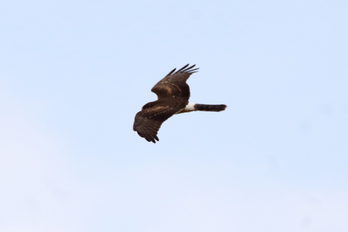 Northern Harrier - ML642174529