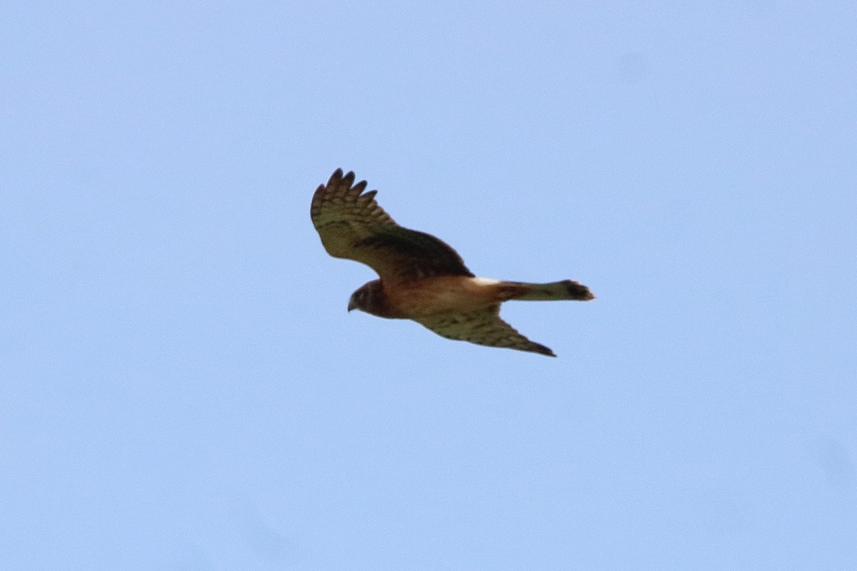Northern Harrier - ML642174530