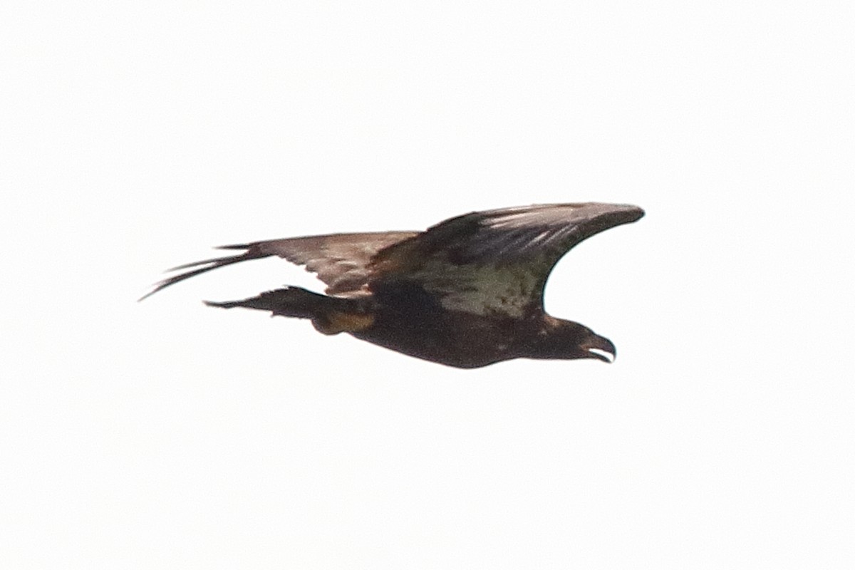 Bald Eagle - ML642174535