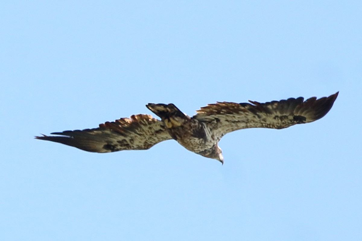 Bald Eagle - ML642174536