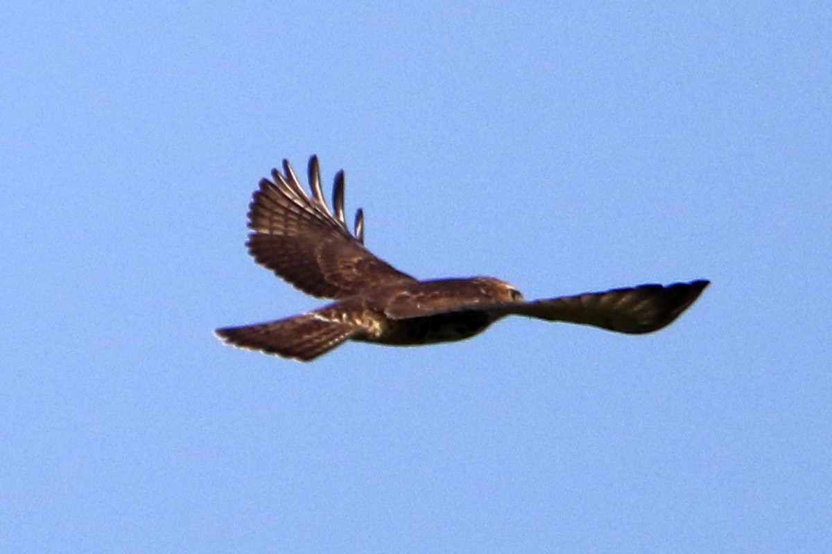 Geniş Kanatlı Şahin - ML642174542