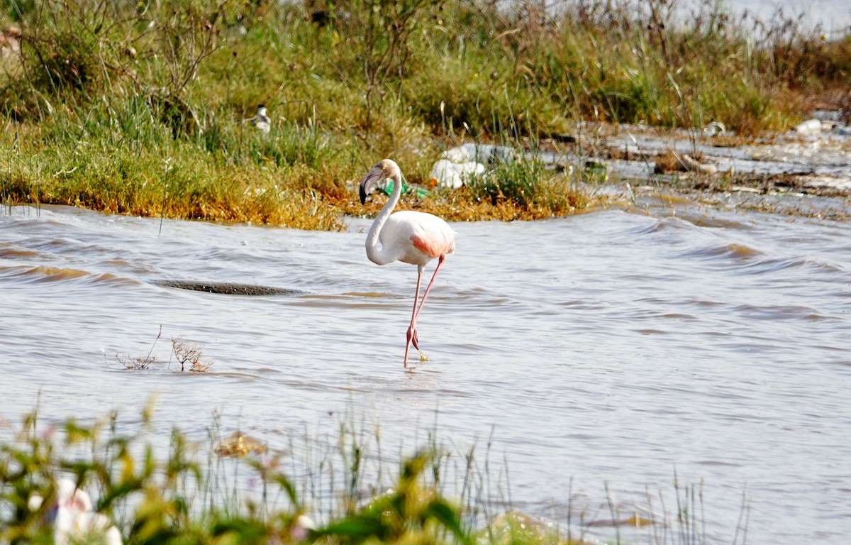 Flamingo - ML642174545