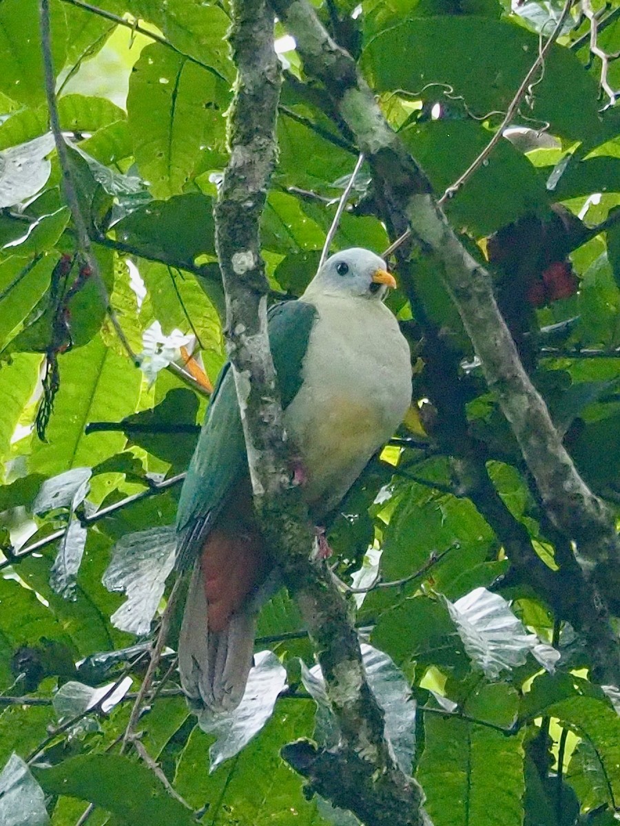 Gray-headed Imperial-Pigeon - ML642174564