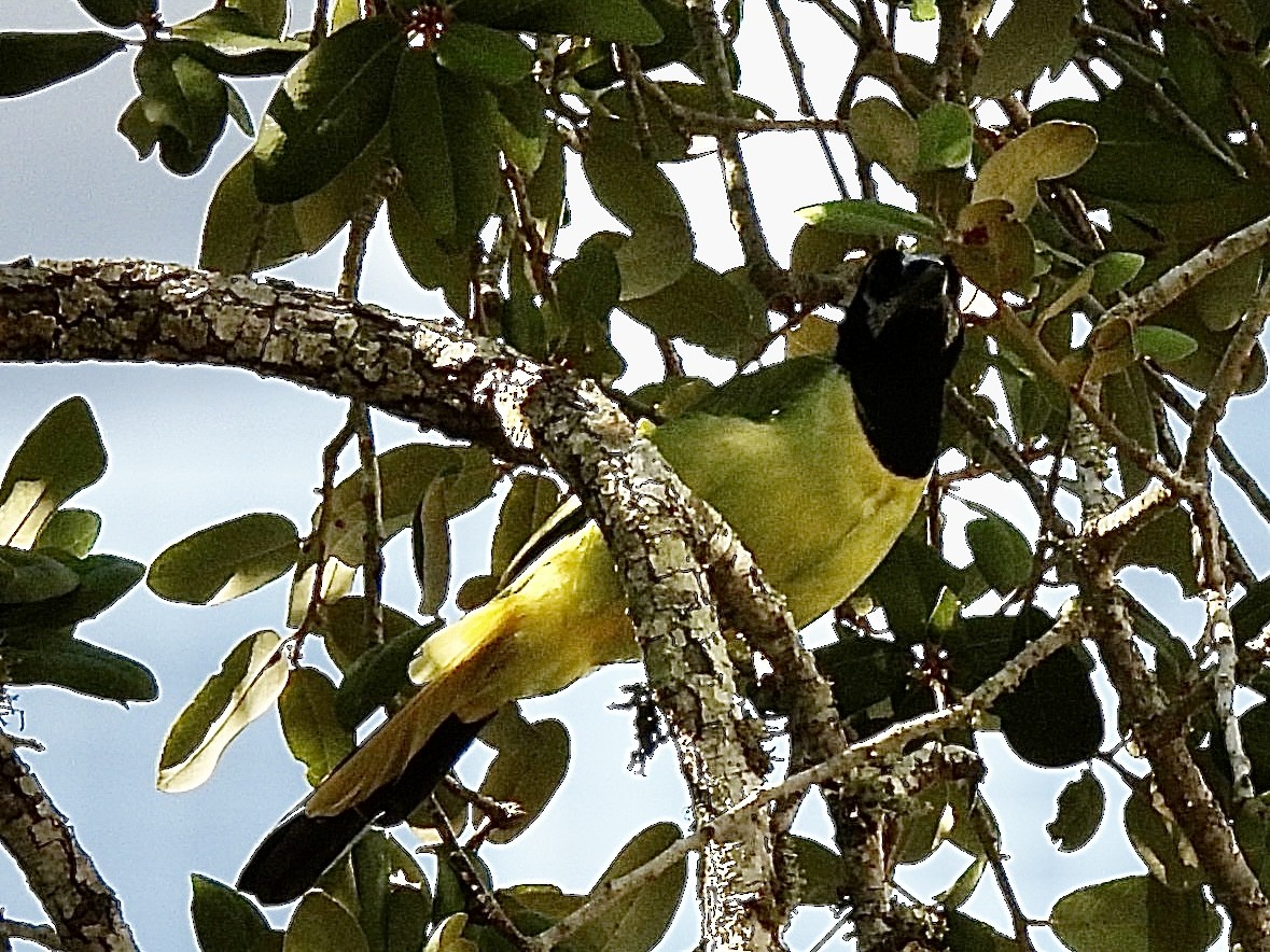 Green Jay - ML642174578