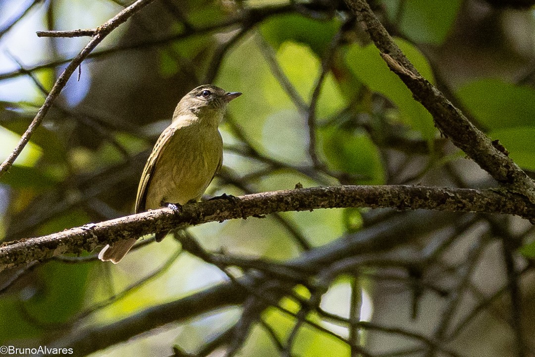 Rough-legged Tyrannulet - ML642174597