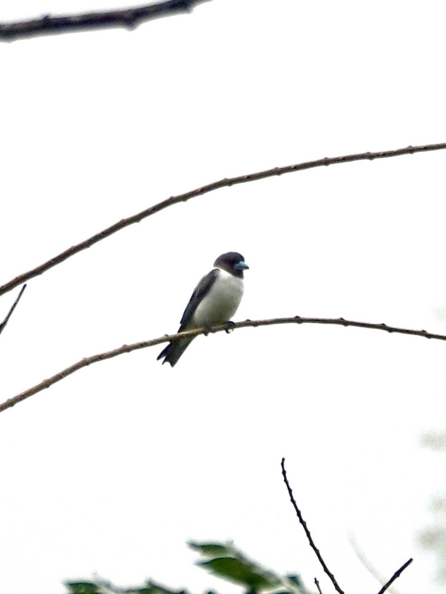 Ivory-backed Woodswallow - ML642174604