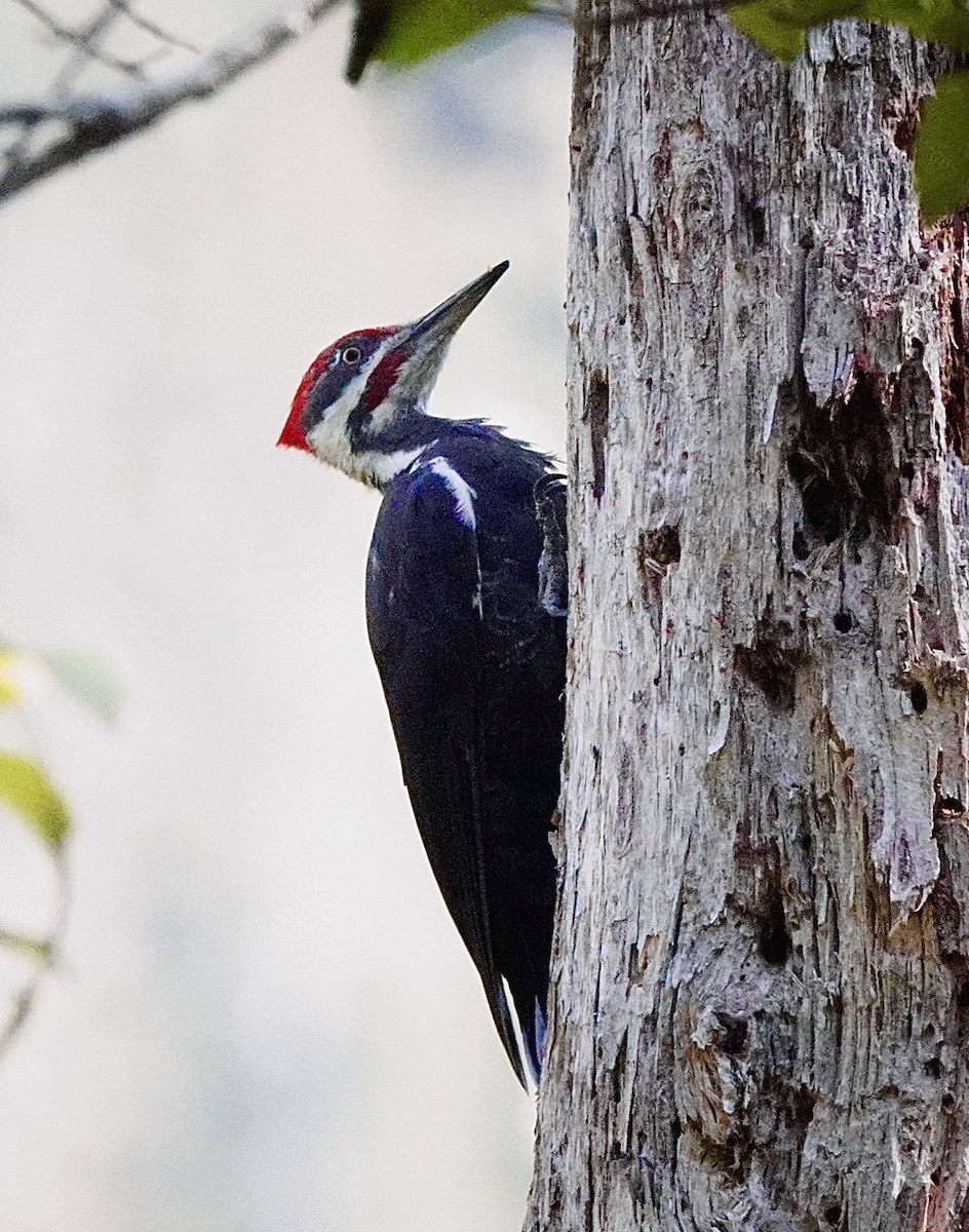 Pileated Woodpecker - ML642174605