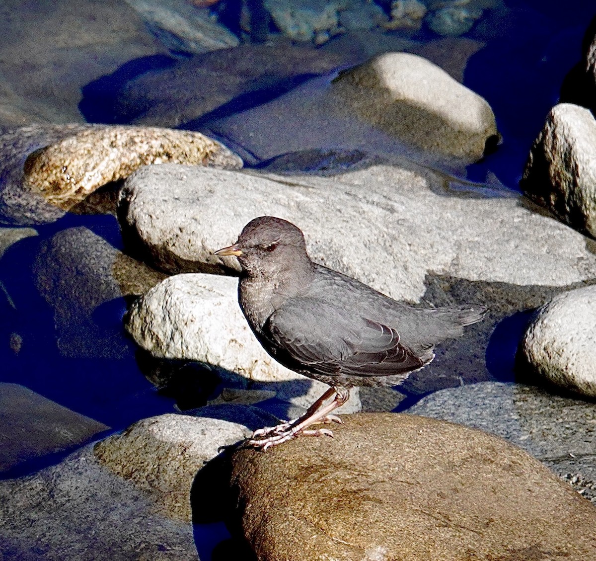 American Dipper - ML642174614