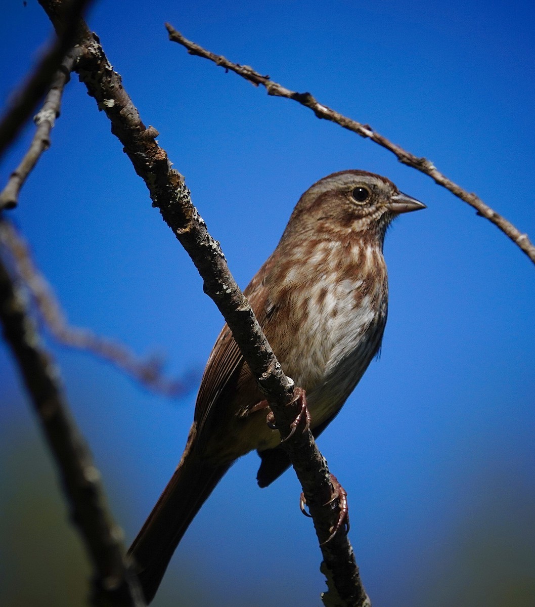 Song Sparrow - ML642174618