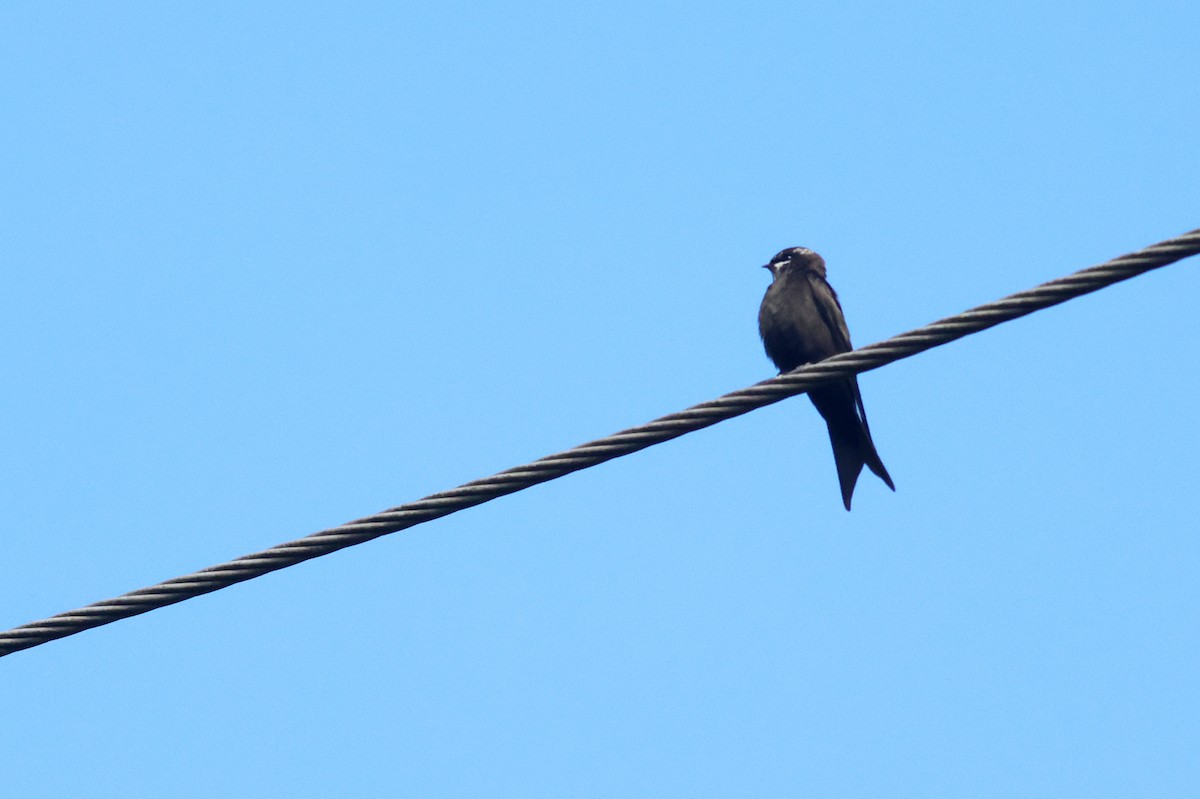 White-headed Sawwing - ML642174626