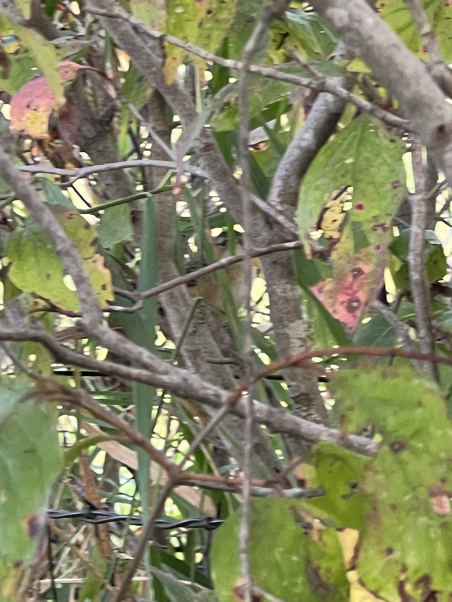 Sedge Wren - ML642174627