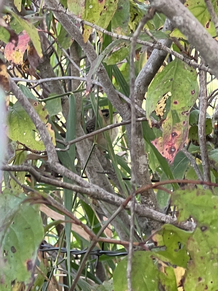 Sedge Wren - ML642174628