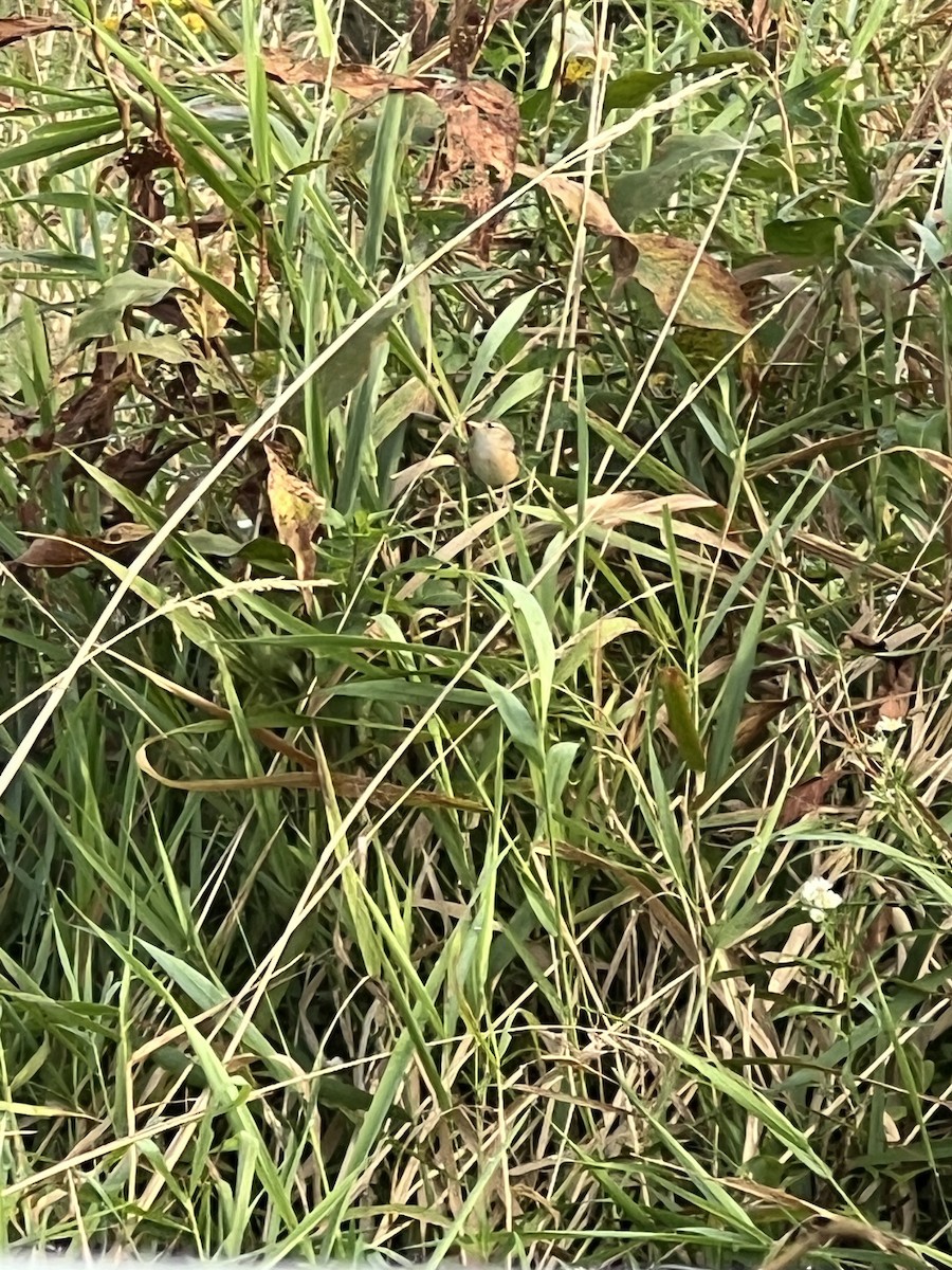 Sedge Wren - ML642174629
