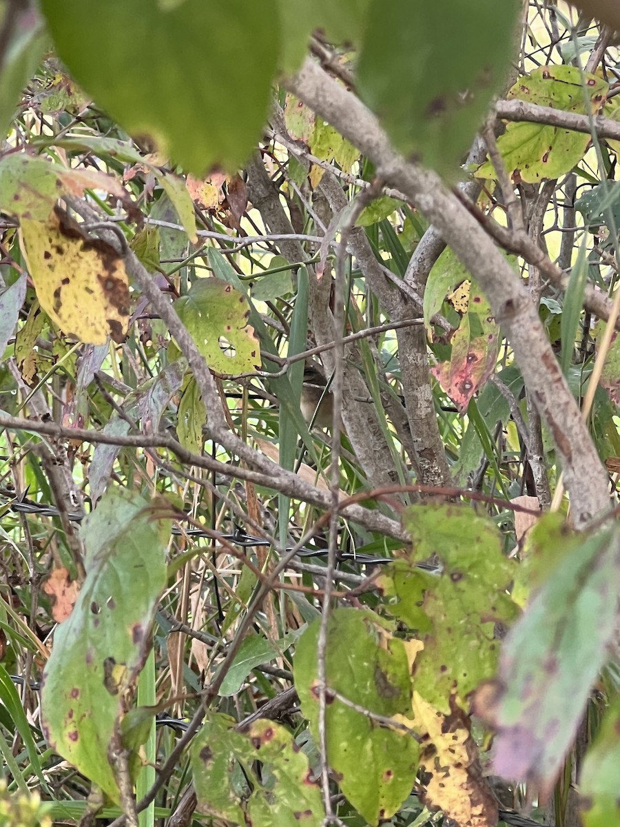 Sedge Wren - ML642174631