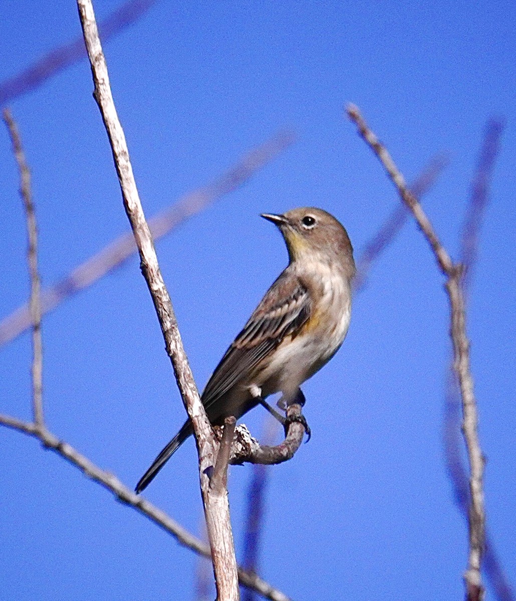 Yellow-rumped Warbler - ML642174632