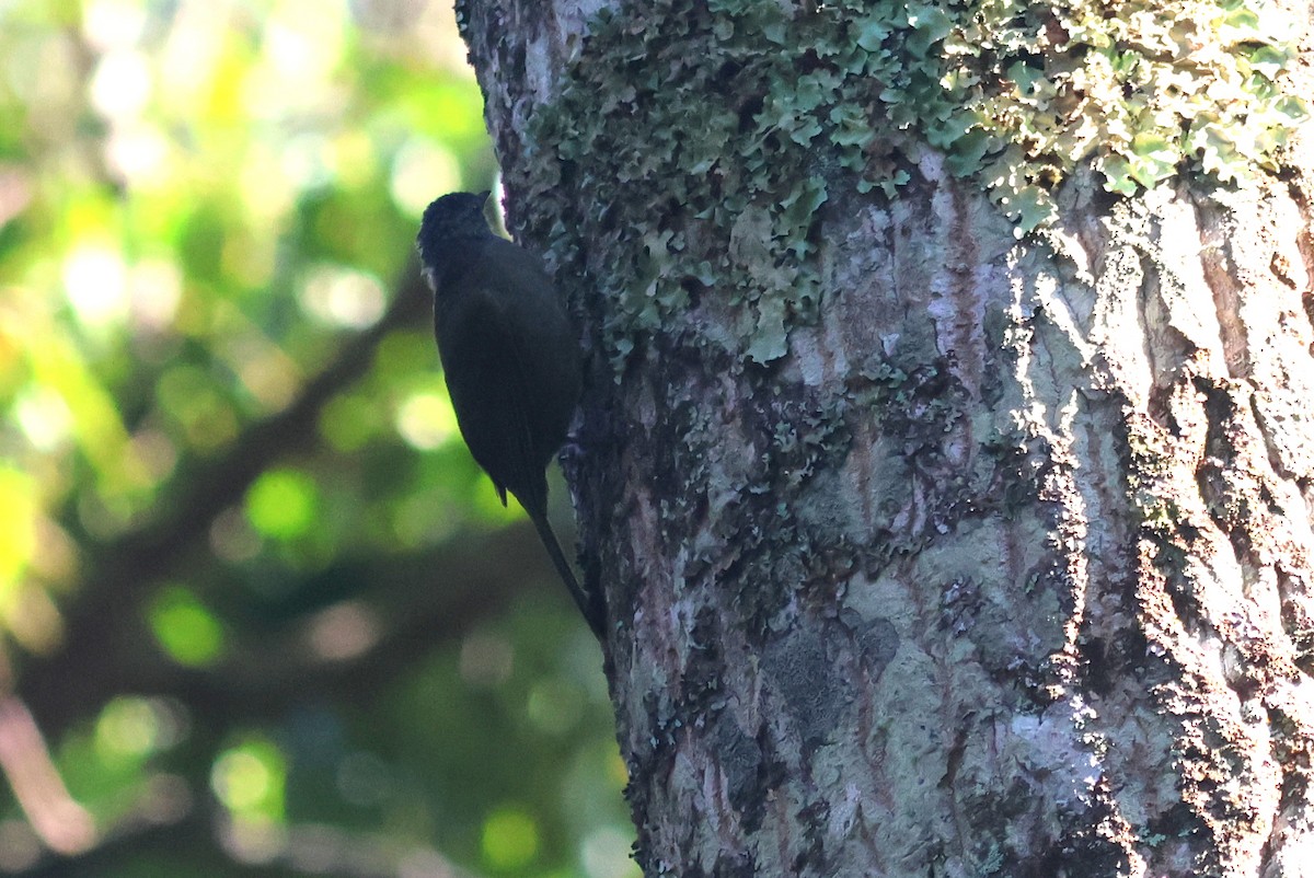 Shelley's Greenbul (Kakamega) - ML642174634