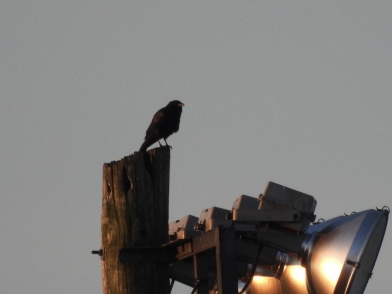 Fish Crow - ML642174646