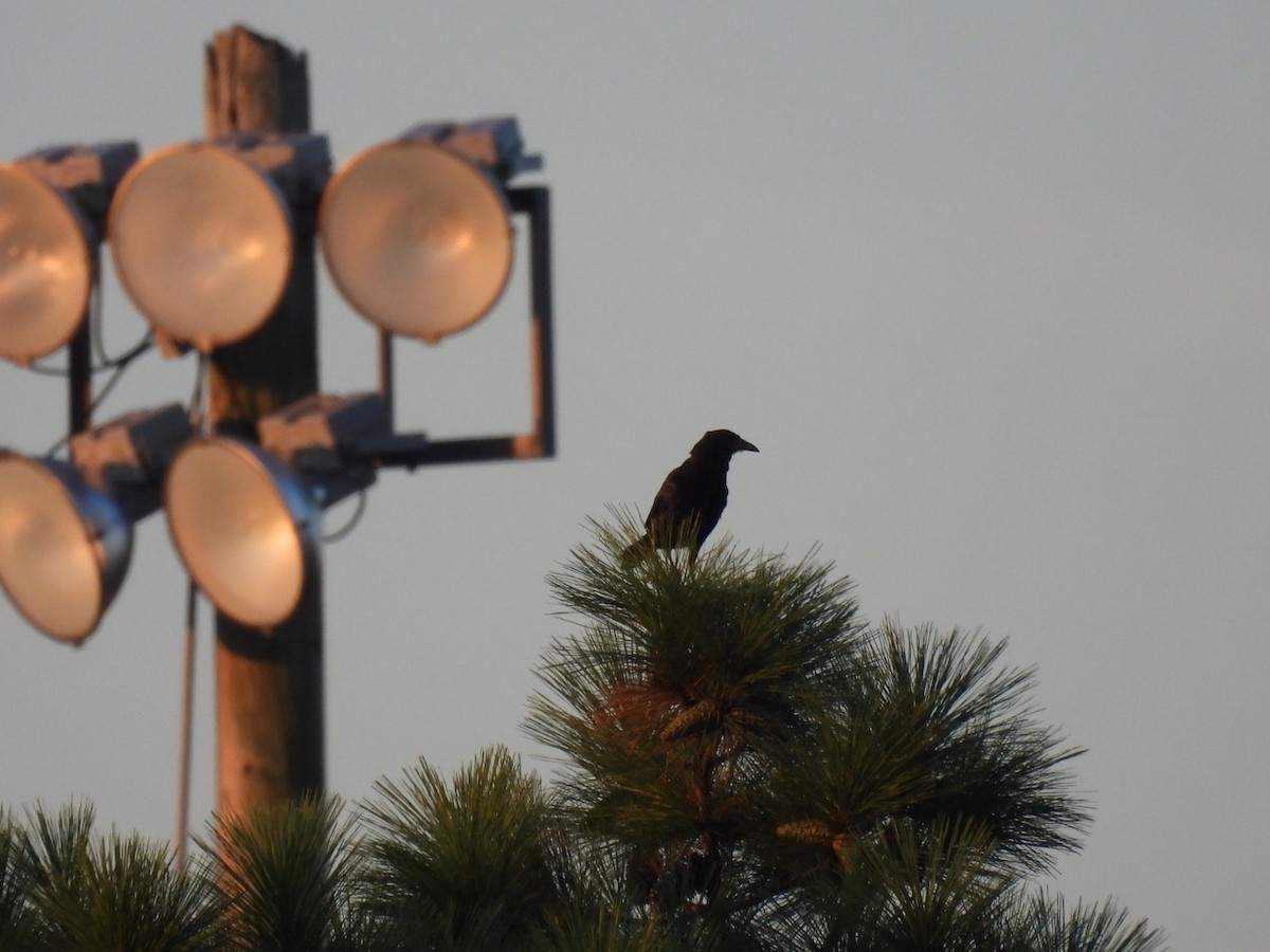 Fish Crow - ML642174649