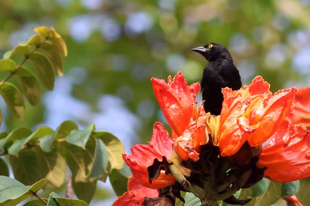 Vieillot's Black Weaver - ML642174660